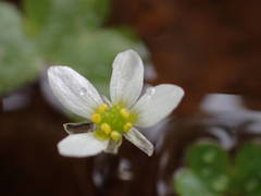 Ranunculus tripartitus