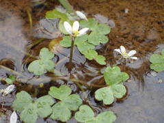 Ranunculus tripartitus