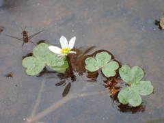 Ranunculus tripartitus