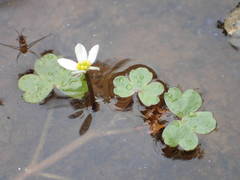Ranunculus tripartitus