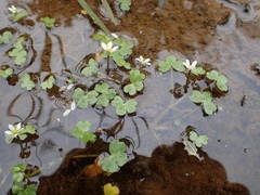 Ranunculus tripartitus