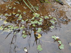 Ranunculus tripartitus