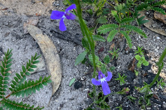 Lobelia dentata