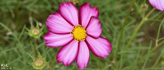 Cosmos bipinnatus