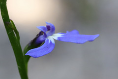 Lobelia dentata