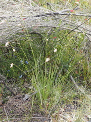 Johnsonia lupulina