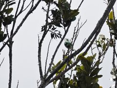 Chrysococcyx lucidus lucidus