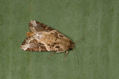 Spodoptera androgea