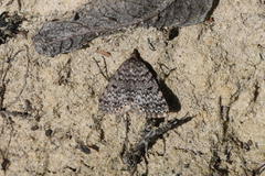 Dichromodes disputata