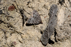 Dichromodes disputata