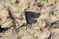 Dichromodes disputata