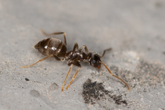 Lasius alienus
