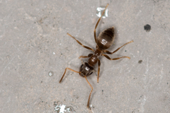 Lasius alienus