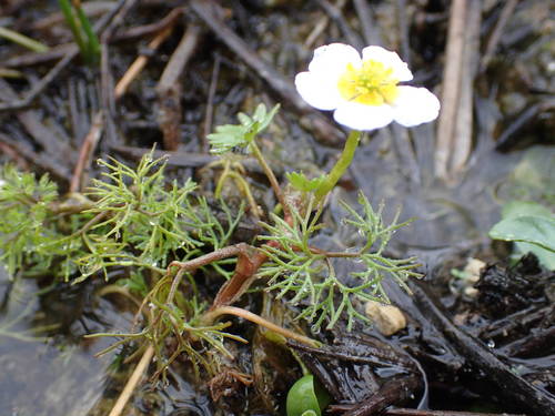 Brackish Water-crowfoot