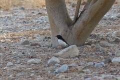Oenanthe albonigra