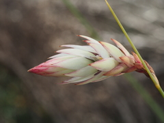 Johnsonia lupulina