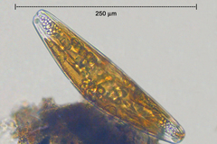 Cymbella