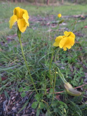 Goodenia pinnatifida