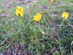 Goodenia pinnatifida