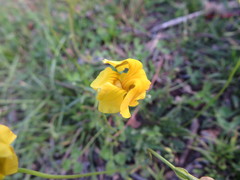 Goodenia pinnatifida