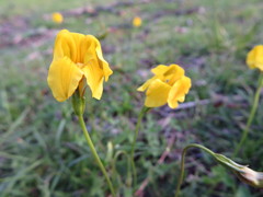 Goodenia pinnatifida
