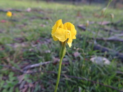 Goodenia pinnatifida