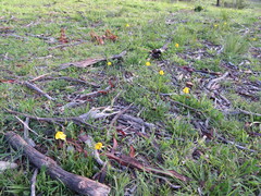 Goodenia pinnatifida