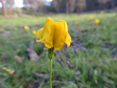 Goodenia pinnatifida