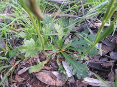 Goodenia pinnatifida