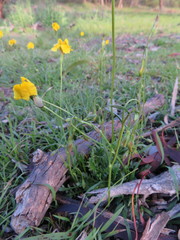 Goodenia pinnatifida