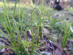 Goodenia pinnatifida