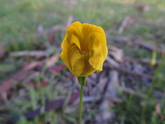 Goodenia pinnatifida