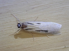 Scoparia rotuella