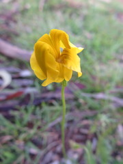 Goodenia pinnatifida