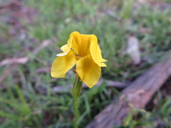 Goodenia pinnatifida