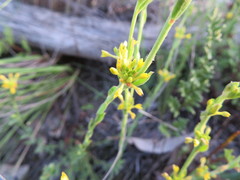 Pimelea curviflora