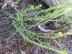 Pimelea curviflora