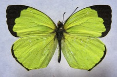 Abaeis xantochlora xantochlora