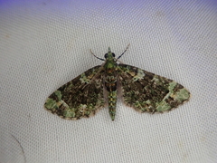 Pasiphila bilineolata