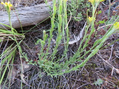 Pimelea curviflora