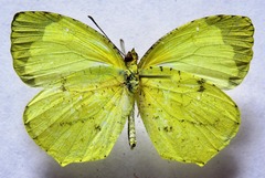 Abaeis xantochlora xantochlora