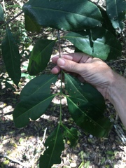 Elaeodendron melanocarpum