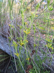 Pimelea curviflora