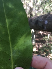 Elaeodendron melanocarpum