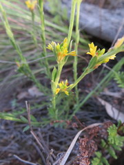 Pimelea curviflora