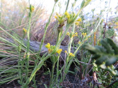 Pimelea curviflora