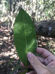 Elaeodendron melanocarpum