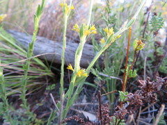 Pimelea curviflora