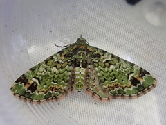 Pasiphila bilineolata