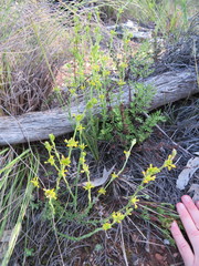 Pimelea curviflora
